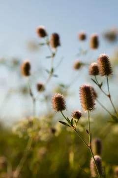Meadow catkins postcard Stock Photos