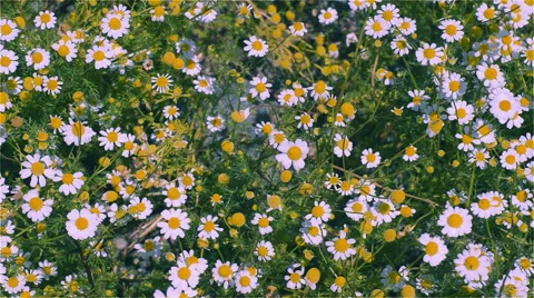 Meadow with chamomile Stock Footage 64232063