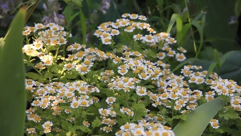 Meadow chamomile Stock Footage 72983773