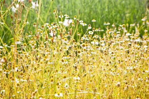 Meadow of chamomile Stock Photos