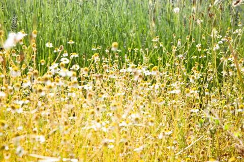 Meadow of chamomile Stock Photos