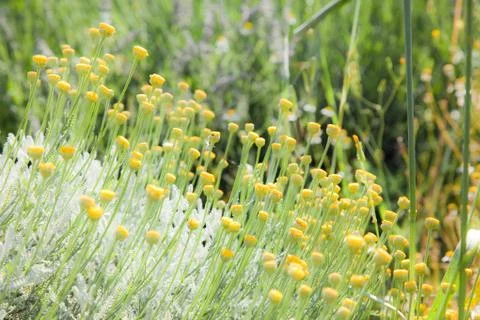 Meadow of chamomile Stock Photos