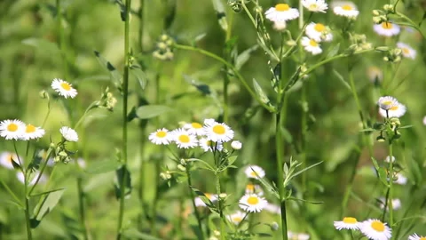 Meadow of chamomiles Stock Footage 125031137