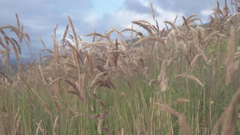 A meadow with a changing sky Stock Footage 197105313