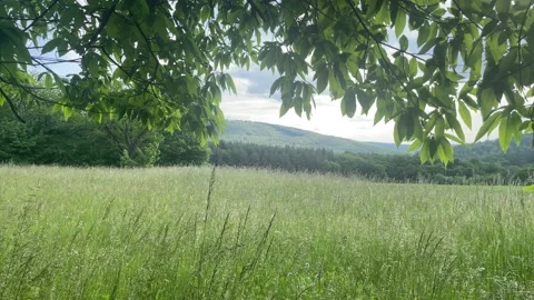 Meadow with chestnut trees Stock Footage 155260593