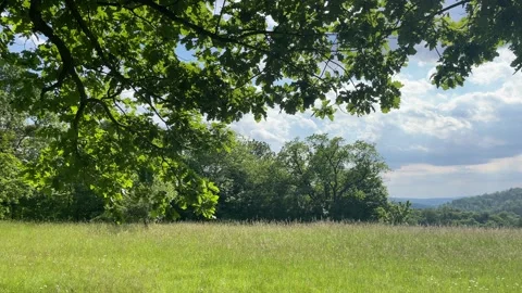Meadow with chestnut trees Stock Footage 155260594