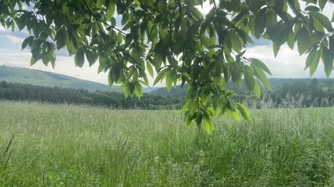 Meadow with chestnut trees Stock Footage 155260623