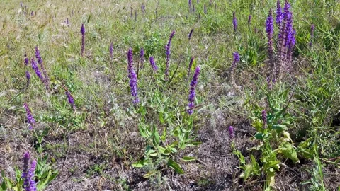 Meadow clary blooming plant Stock Footage 308637337
