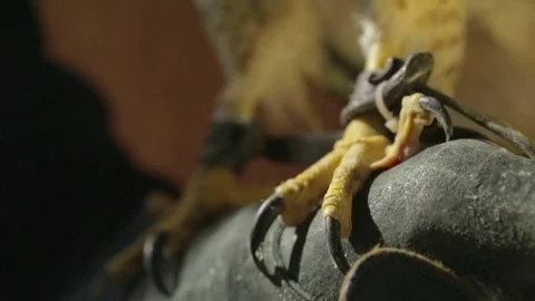 Meadow claws close up 01 库存影片 71691121