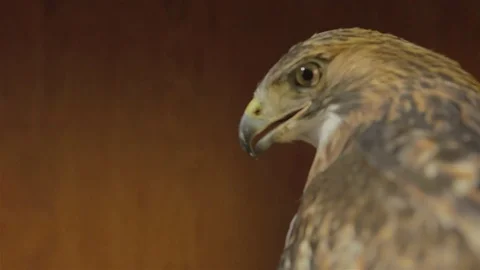 Meadow close up 01 Stock Footage 71688762