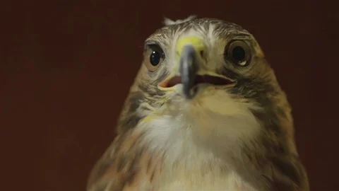 Meadow close up 02 Stock Footage 71689257