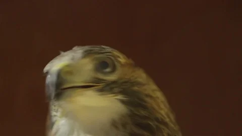 Meadow close up 03 Stock Footage 71689717