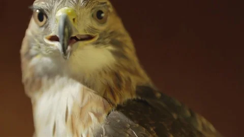 Meadow close up 04 Stock Footage 71690072