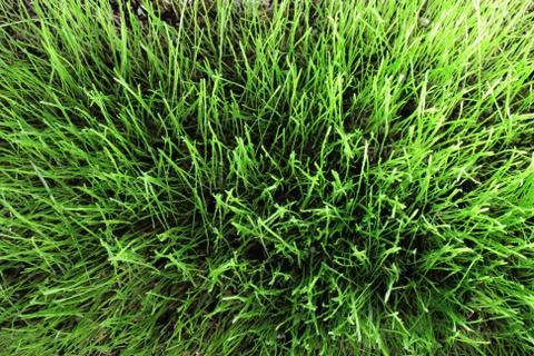 Meadow close-up Stock Photos