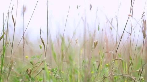 Meadow close up view, windy day Stock Footage 84780357