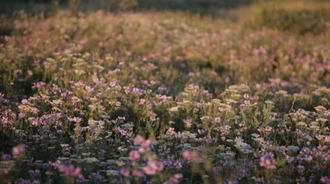 Meadow of clover Stock Footage 42422620