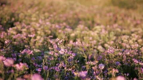 Meadow of clover paning camera Stock Footage 42419722