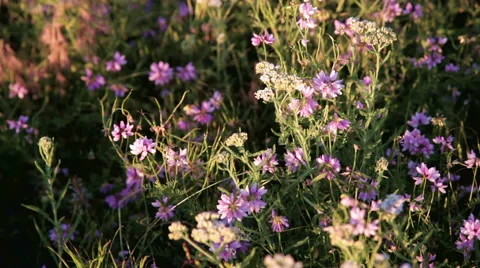 Meadow of clover in warm evening rays Stock Footage 42423505