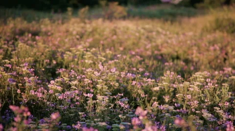Meadow of clover in warm evening rays Stock Footage 48063062