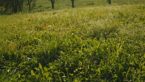 Meadow with Cobweb against Back Light , Indian Summer Stock-Footage 72768154