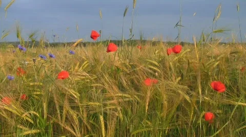 Meadow with corn poppy in evening light Vidéo 755234