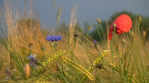 Meadow with corn poppy in evening light Stock Footage 755374