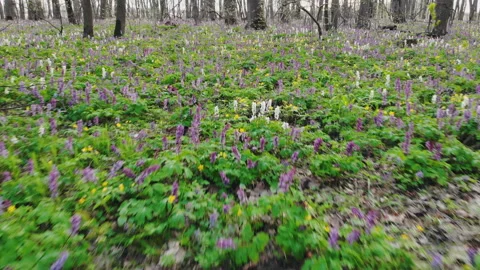 Meadow With Corydalis Flowers Of Different Colors Stock Footage 156659100