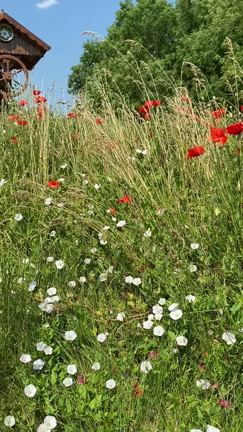 Meadow in the countryside. Stock Footage 329227756