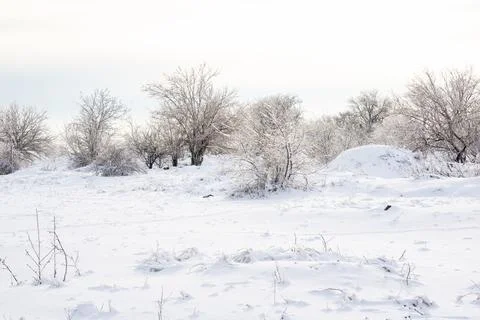Meadow covered with snow in winter, trees and branches covered with ice Stock Photos