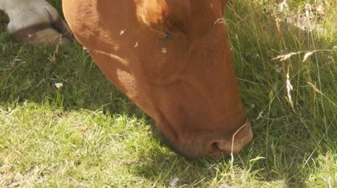 Meadow cow eats grass 스톡 동영상 40236628