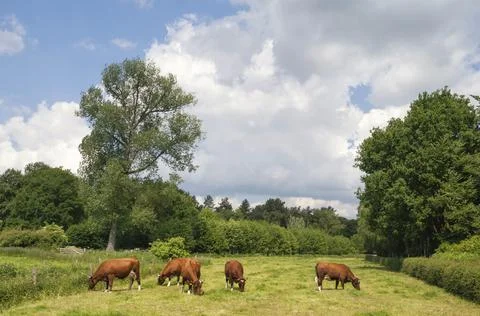 Meadow with cows Stock Photos