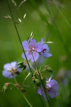 Meadow Cranesbill Elegance Stock Photos