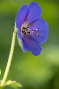 Meadow cranesbill Foto stock