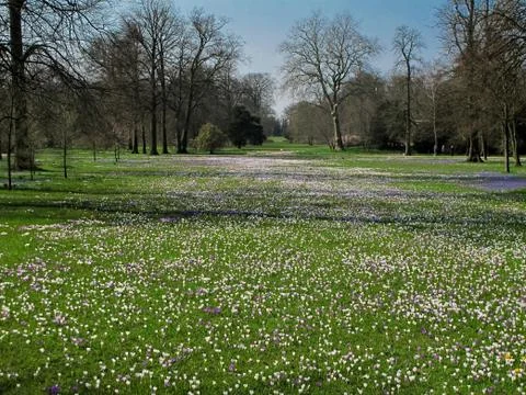 Meadow with crocus in spring Stock Photos