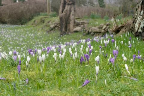 Meadow with crocuses Stock Photos