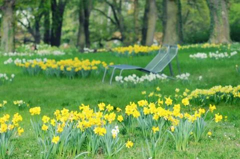 Meadow of daffodil in a park Foto stock