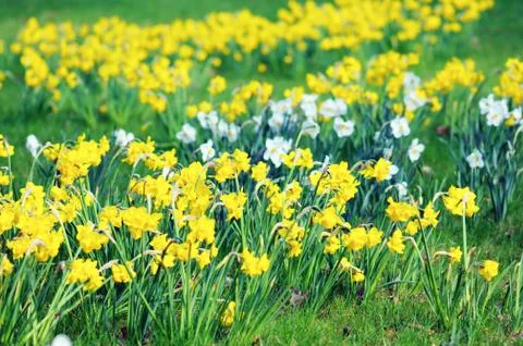 Meadow of daffodil Stock Photos