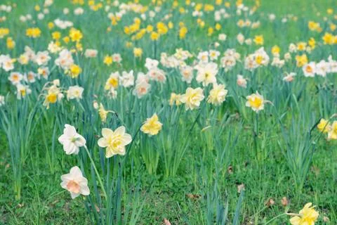Meadow of daffodil Foto stock