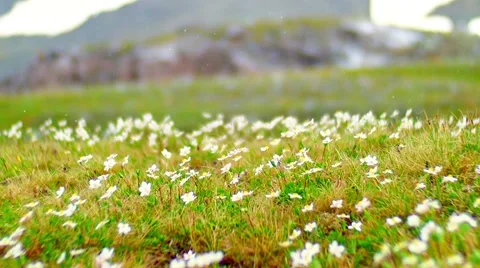 Meadow of daisies with falling raindrops Vídeos de archivo 65775999