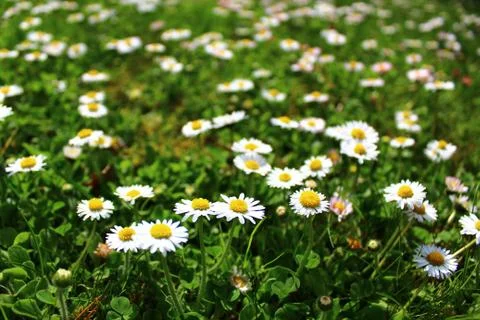 Meadow with daisies Stock Photos