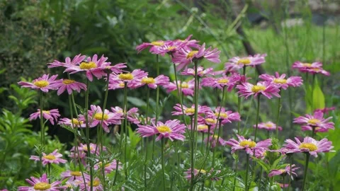 Meadow. Daisies swing from the wind covered with drops of water after rain. Stock-Footage 196208829