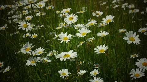 Meadow daisies on windy day while birds are singing in the near of munich Stock Footage 90140983