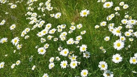 Meadow daisies on windy day while birds are singing in the near of munich Stock Footage 90170256