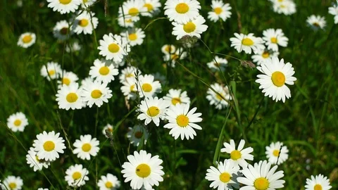 Meadow daisies on windy day while birds are singing in the near of munich Stock Footage 90351177