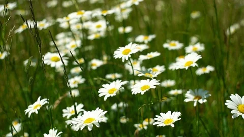 Meadow daisies on windy day while birds are singing in the near of munich Stock Footage 90630115