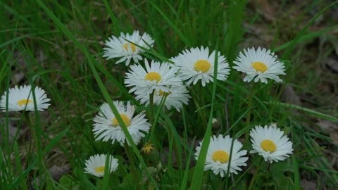 Meadow Daisy Stock Footage 315205997