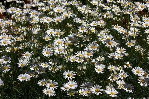 Meadow daisy Stock Photos