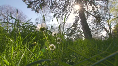 A meadow daisy's view of the summer sky, no zoom Stock Footage 141582923
