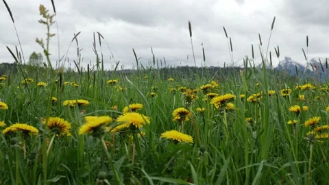 Meadow with dandelion. In the background the Tatra Mountains. Stock Footage 155152931