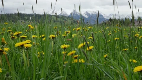 Meadow with dandelion. In the background the Tatra Mountains. Stock Footage 155152977